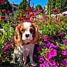 animal, blue_sky, cavalier_king_charles_spaniel, colorful, cute, dog, flower_garden, garden_bed, green_leaves, leash, nature, outdoor, pet, pink_flowers, plant, puppy, purple_flowers, small_dog, summer, sunlight