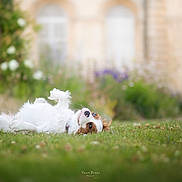 Bianca a rejoint le concours — aidez-le/la à gagner de superbes lots ! animal, backyard, brown_spots, canine, cute, daytime, dog, flower, garden, grass, greenery, lawn, nature, outdoor, pet, playful, portrait, relaxing, small_dog, white_dog