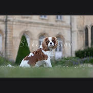 Bianca a rejoint le concours — aidez-le/la à gagner de superbes lots ! dog, brown_and_white, grass, outdoor, building, pet, animal, sitting, portrait, cute, canine, fur, nature, greenery, background, watermark, photography, calm, daytime, mammal