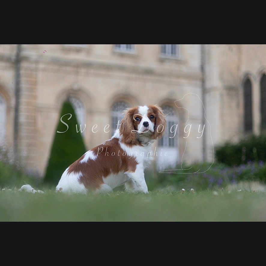 Bianca a rejoint le concours — aidez-le/la à gagner de superbes lots ! dog, brown_and_white, grass, outdoor, building, pet, animal, sitting, portrait, cute, canine, fur, nature, greenery, background, watermark, photography, calm, daytime, mammal