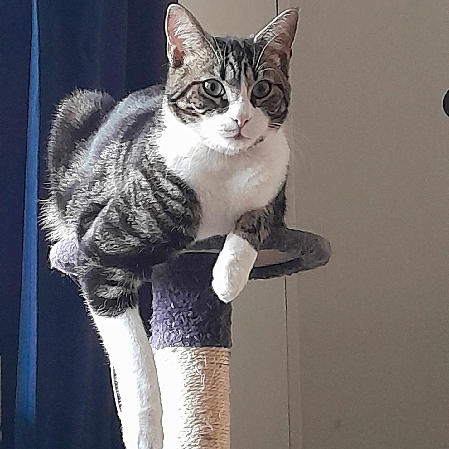 Stan a rejoint le concours — aidez-le/la à gagner de superbes lots ! abyssinian, accessories, angora, animal, cat, closet, cupboard, curtain, egyptiancat, formalwear, furniture, indoors, kitten, manx, pet, siamese, strap, tie