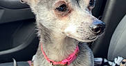 Chloe is registered to the contest to win money with this photo: dog, small_dog, chihuahua, pet, animal, car_interior, blanket, pink_collar, ears, fur, sitting, looking_away, curious, seat, window, leash, keychain, indoor, companion, cute