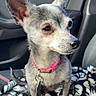 dog, small_dog, chihuahua, pet, animal, car_interior, blanket, pink_collar, ears, fur, sitting, looking_away, curious, seat, window, leash, keychain, indoor, companion, cute
