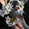 dog, chihuahua, small_dog, white_flowers, hand, person, outdoor, nature, flower_bouquet, pet, animal, portrait, close_up, calm, soft_light, holding, spring, cute, ears, face