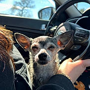 Chloe joined the competition — help win amazing prizes! dog, chihuahua, pet, inside_car, steering_wheel, sunlight, ears, lap, person, hand, window, side_mirror, black_clothing, daylight, closeup, animal, vehicle, car_interior, relaxing, casual