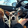 dog, chihuahua, pet, inside_car, steering_wheel, sunlight, ears, lap, person, hand, window, side_mirror, black_clothing, daylight, closeup, animal, vehicle, car_interior, relaxing, casual