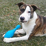 Tuco joined the competition — help win amazing prizes! animal, blue_toy, brindle, canine, cute, dog, domestic_animal, ears, grass, leaf, lying_down, nature, outdoor, paw, pet, playful, portrait, snout, toy, white_fur