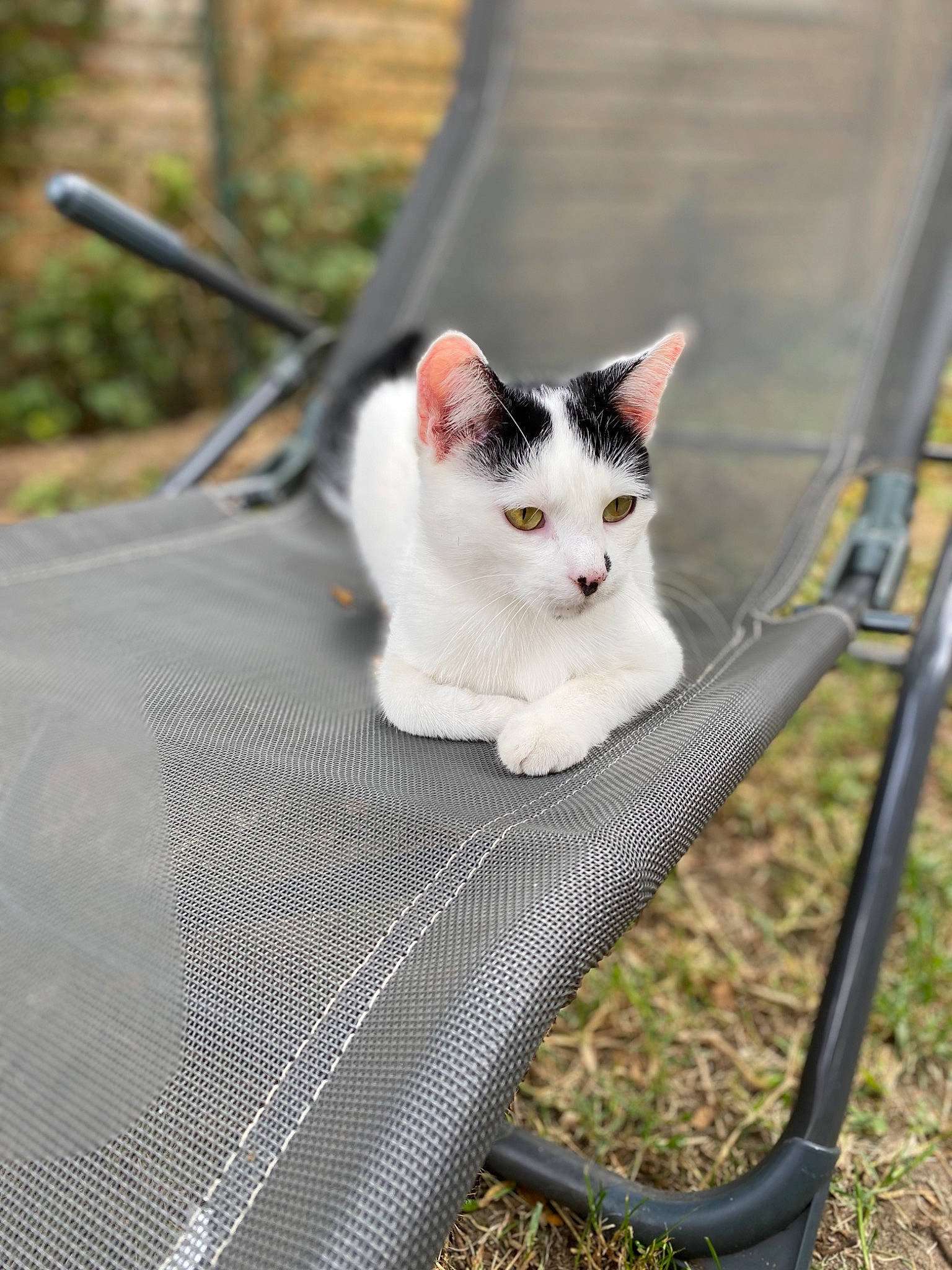 Princesse a rejoint le concours — aidez-le/la à gagner de superbes lots ! aegean_cat, carnivore, cat, domestic_short_haired_cat, european_shorthair, eye, fawn, felidae, fur, grass, kitten, plant, polydactyl_cat, ragdoll, small_to_medium_sized_cats, snout, tree, turkish_angora, turkish_van, whiskers