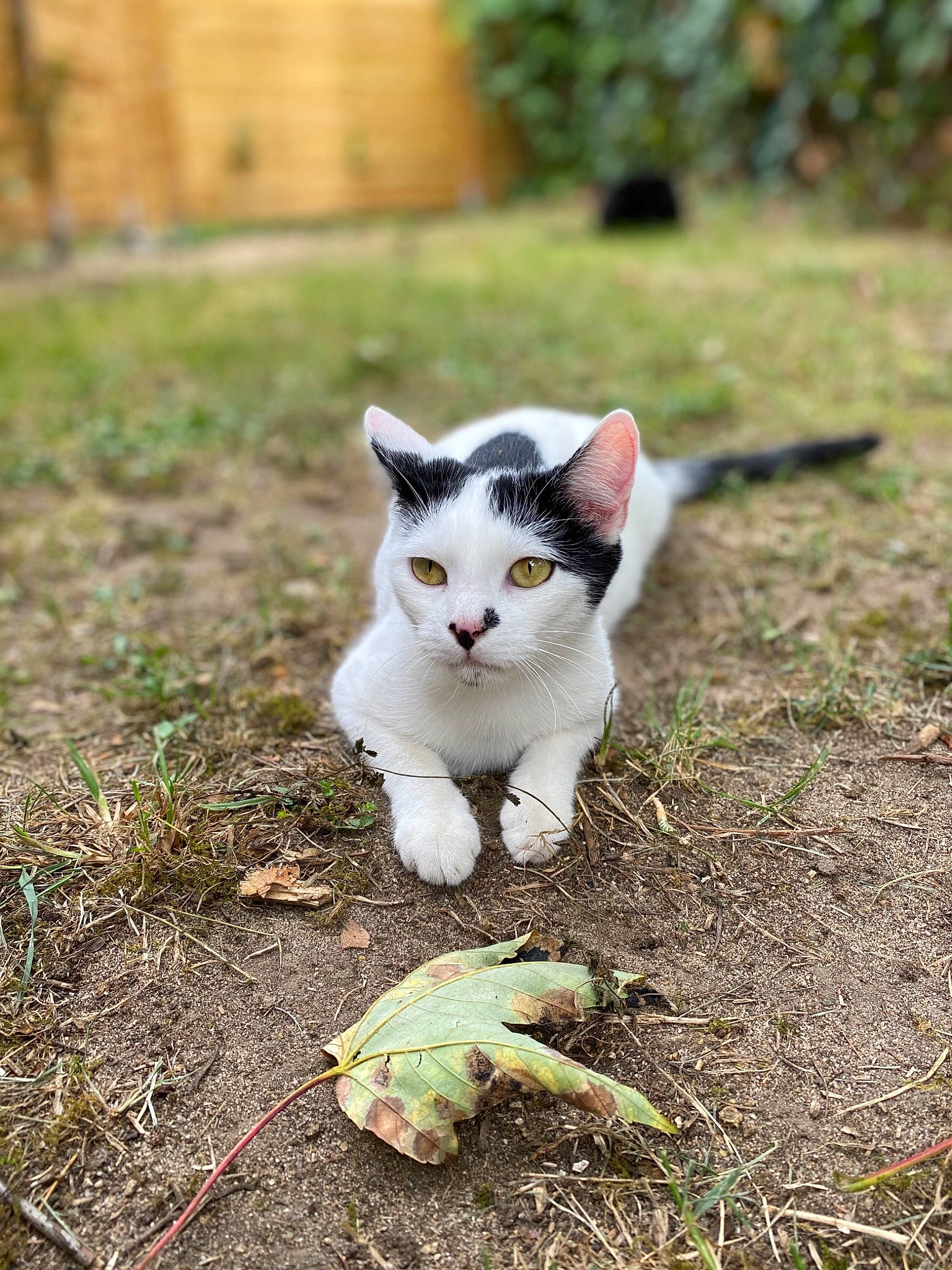 Princesse participe au concours pour gagner de l'argent avec cette photo : aegean_cat, carnivore, cat, domestic_short_haired_cat, european_shorthair, eye, felidae, fur, grass, kitten, leaf, plant, small_to_medium_sized_cats, tail, turkish_angora, turkish_van, whiskers