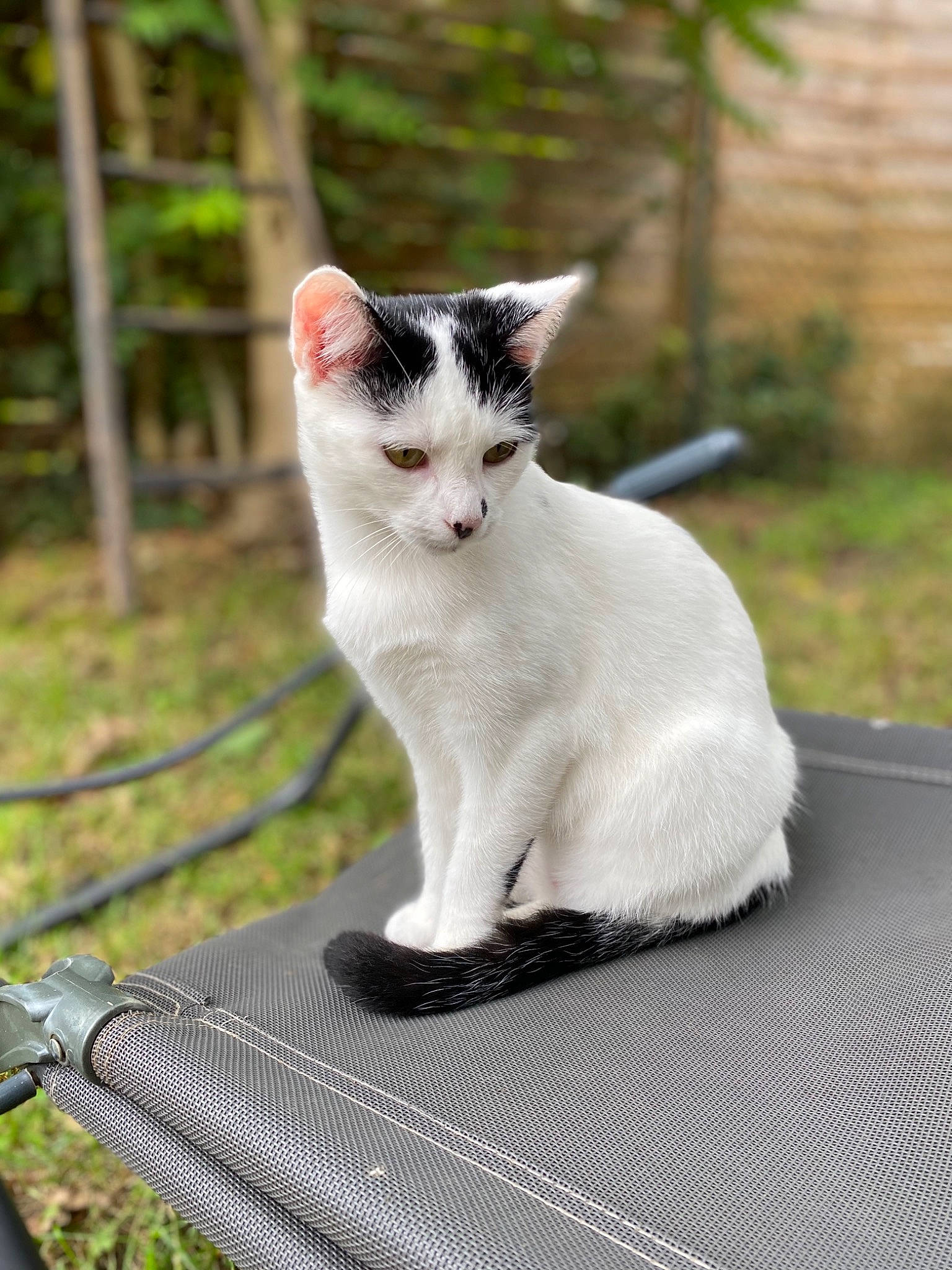 Princesse participe au concours pour gagner de l'argent avec cette photo : aegean_cat, american_wirehair, asian, carnivore, cat, domestic_short_haired_cat, european_shorthair, eye, felidae, fur, grass, japanese_bobtail, kitten, mammal, small_to_medium_sized_cats, tail, turkish_angora, turkish_van, vertebrate, whiskers