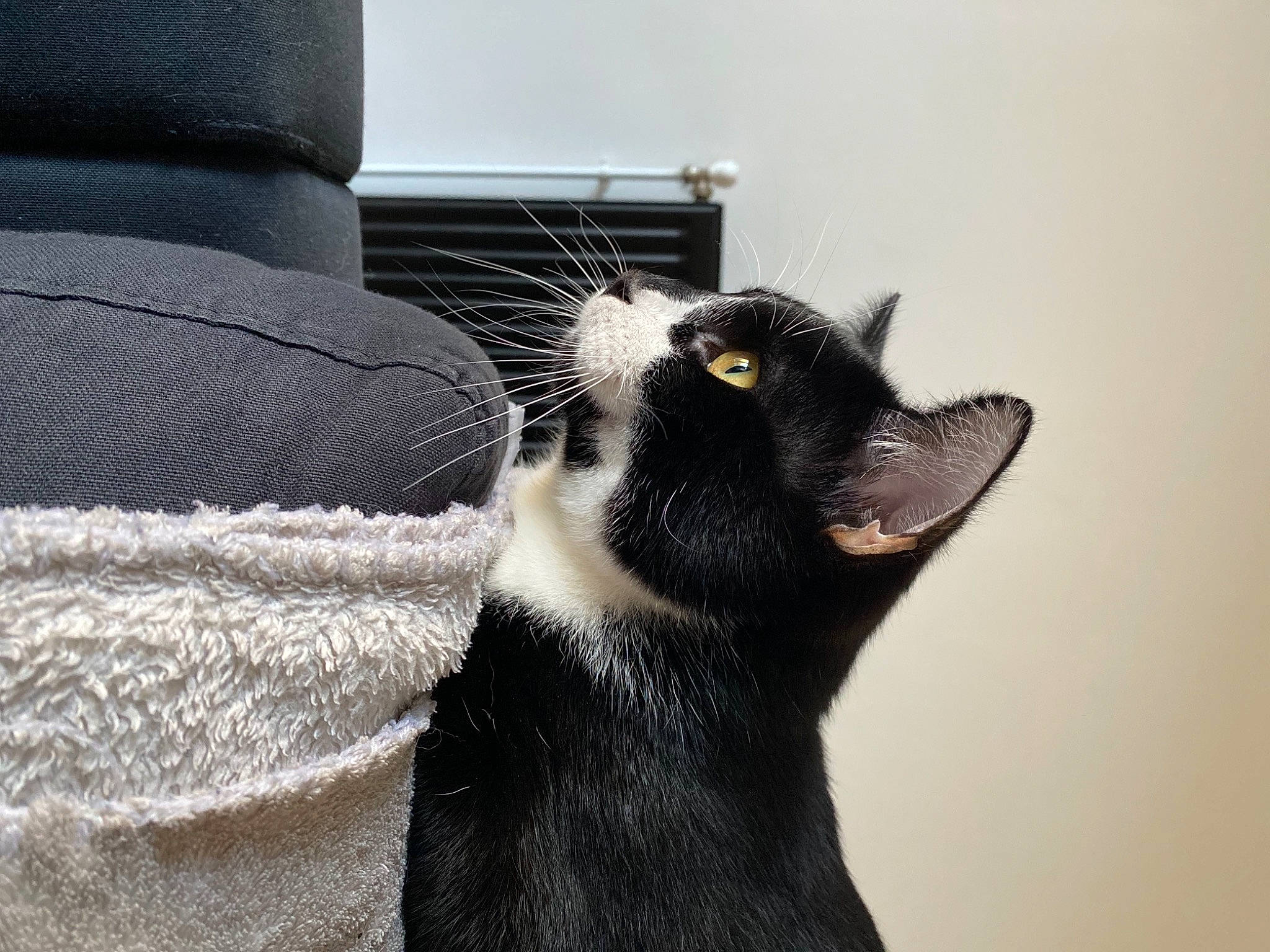 Roméo participe au concours pour gagner de l'argent avec cette photo : black_cat, carnivore, cat, claw, comfort, domestic_short_haired_cat, eye, felidae, foot, fur, grey, mammal, paw, small_to_medium_sized_cats, snout, tail, terrestrial_animal, vertebrate, whiskers, window