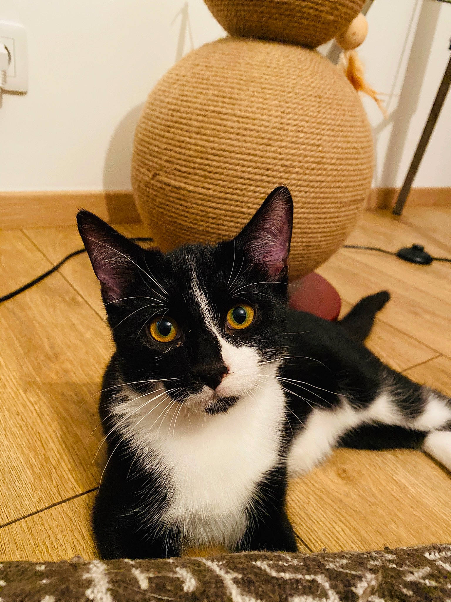 Roméo participe au concours pour gagner de l'argent avec cette photo : american_wirehair, asian, black_cat, carnivore, cat, domestic_short_haired_cat, european_shorthair, eye, felidae, fur, kitten, mammal, small_to_medium_sized_cats, whiskers