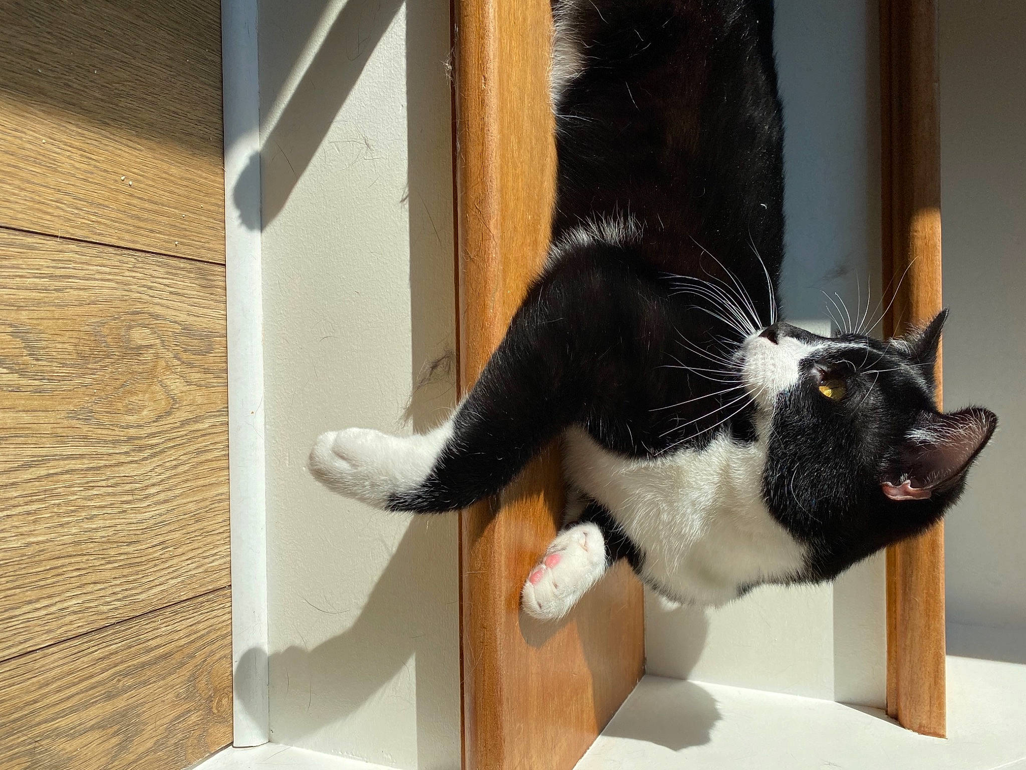 Roméo a rejoint le concours — aidez-le/la à gagner de superbes lots ! black_cat, carnivore, cat, cat_supply, claw, comfort, domestic_short_haired_cat, felidae, floor, flooring, fur, hardwood, human_leg, pet_supply, room, small_to_medium_sized_cats, snout, tail, whiskers, wood