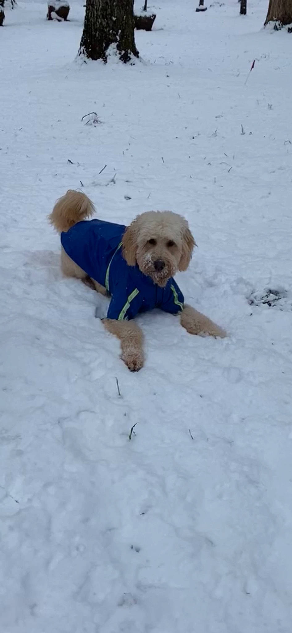 Mozzie is registered to the contest to win money with this photo: basset_fauve_de_bretagne, canidae, carnivore, cockapoo, companion_dog, dog, dog_breed, dog_clothes, golden_retriever, goldendoodle, havanese, mammal, puppy, retriever, snow, spinone_italiano, sporting_group, winter