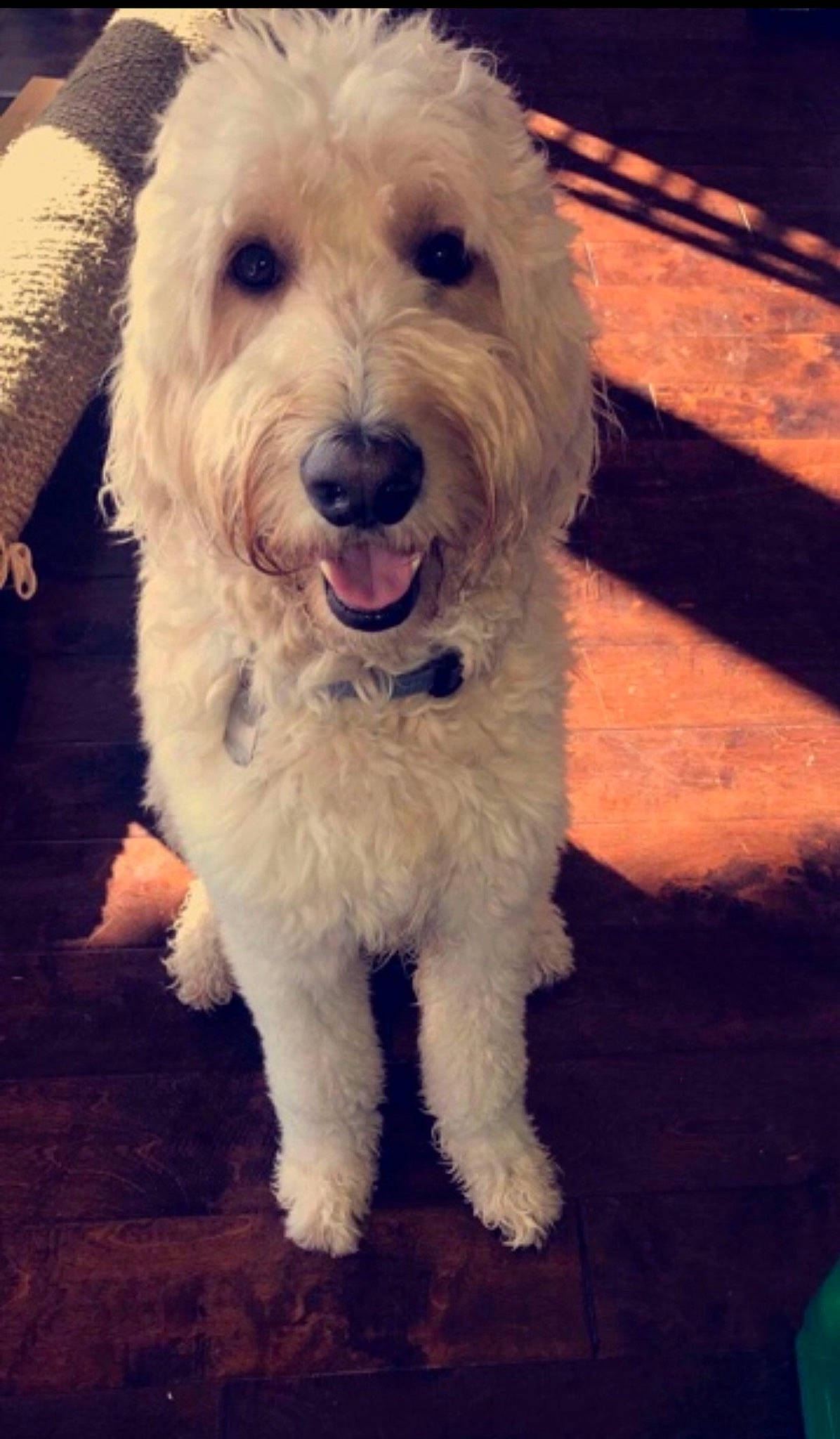 Mozzie is registered to the contest to win money with this photo: briquet_griffon_vendeen, canidae, carnivore, cockapoo, companion_dog, dog, dog_breed, goldendoodle, irish_soft_coated_wheaten_terrier, labradoodle, maltepoo, mammal, poodle, poodle_crossbreed, rare_breed_dog, schnoodle, sporting_group, sporting_lucas_terrier, terrier, vertebrate