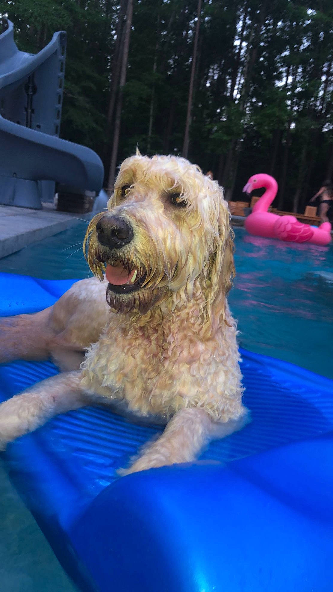 Mozzie is registered to the contest to win money with this photo: basset_fauve_de_bretagne, bosnian_coarse_haired_hound, briquet_griffon_vendeen, canidae, carnivore, cockapoo, companion_dog, dog, dog_breed, glen_of_imaal_terrier, goldendoodle, grand_basset_griffon_vendeen, mammal, otterhound, petit_basset_griffon_vendeen, poodle_crossbreed, rare_breed_dog, sporting_group, terrier, vertebrate