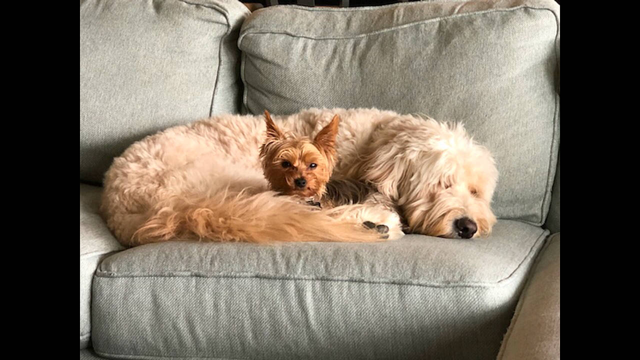 Mozzie joined the competition — help win amazing prizes! cairn_terrier, canidae, carnivore, cockapoo, companion_dog, dog, dog_breed, glen_of_imaal_terrier, mammal, morkie, puppy, rare_breed_dog, schnoodle, small_terrier, sporting_group, terrier, vertebrate, west_highland_white_terrier