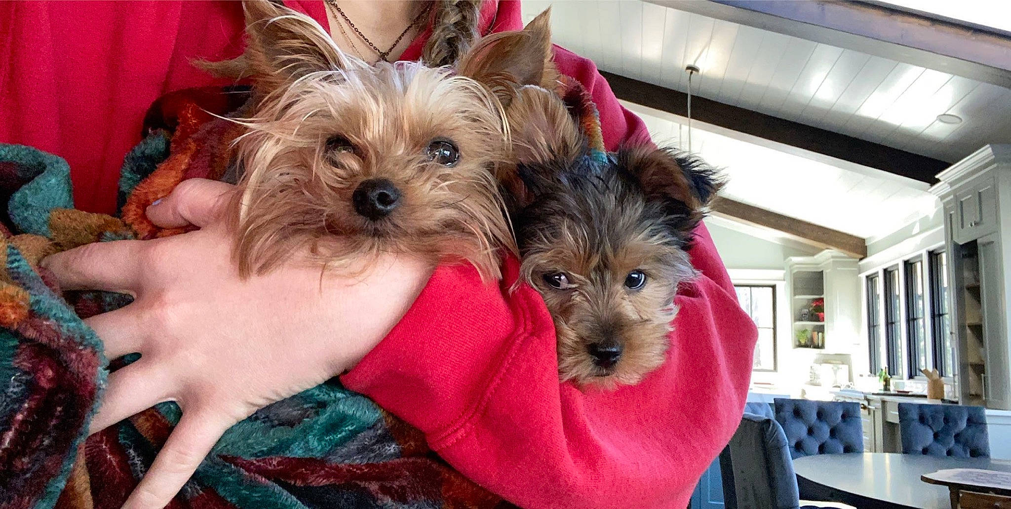 Oliver joined the competition — help win amazing prizes! australian_silky_terrier, australian_terrier, biewer_terrier, cairn_terrier, canidae, carnivore, companion_dog, dog, dog_breed, maltepoo, mammal, morkie, norwich_terrier, puppy, small_terrier, terrier, toy_dog, vertebrate, yorkipoo, yorkshire_terrier