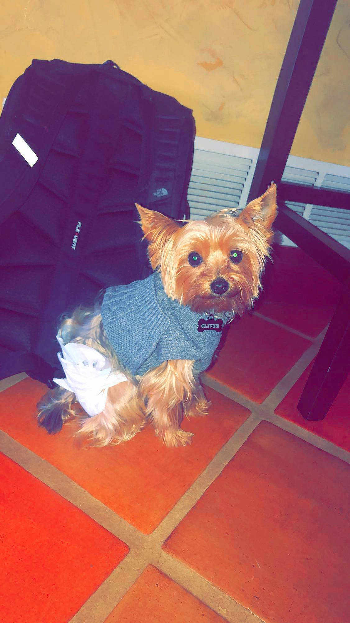 Oliver is registered to the contest to win money with this photo: australian_silky_terrier, australian_terrier, biewer_terrier, cairn_terrier, canidae, carnivore, companion_dog, dog, dog_breed, dog_clothes, mammal, morkie, norwich_terrier, puppy, rare_breed_dog, small_terrier, terrier, toy_dog, vertebrate, yorkshire_terrier