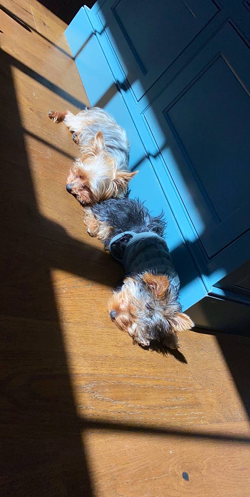 Oliver is registered to the contest to win money with this photo: australian_silky_terrier, canidae, carnivore, dog, dog_breed, grand_basset_griffon_vendeen, morkie, petit_basset_griffon_vendeen, small_terrier, sporting_group, terrier, toy_dog, yorkshire_terrier