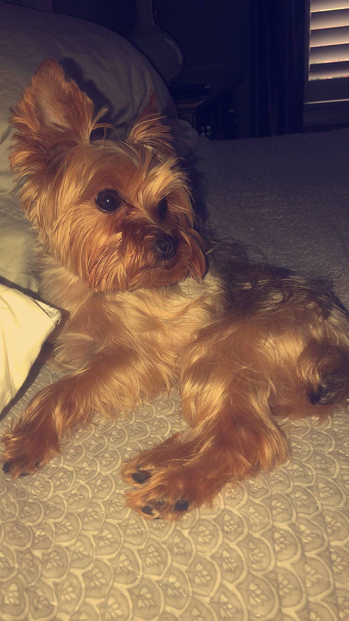 Oliver is registered to the contest to win money with this photo: australian_silky_terrier, australian_terrier, cairn_terrier, canidae, carnivore, companion_dog, dog, dog_breed, glen_of_imaal_terrier, mammal, morkie, puppy, schnoodle, small_terrier, snout, terrier, toy_dog, vertebrate, yorkipoo, yorkshire_terrier