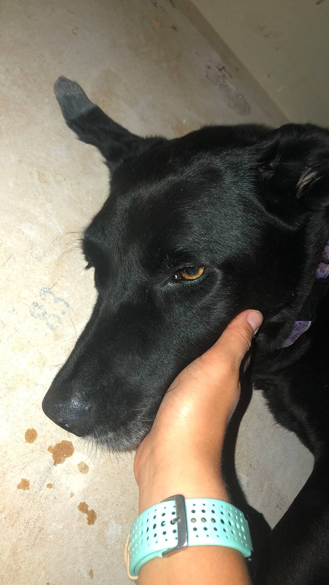 Bella Luna is registered to the contest to win money with this photo: borador, canidae, carnivore, dog, dog_breed, ear, formosan_mountain_dog, labrador_retriever, mammal, non_sporting_group, nose, patterdale_terrier, snout, sporting_group, street_dog