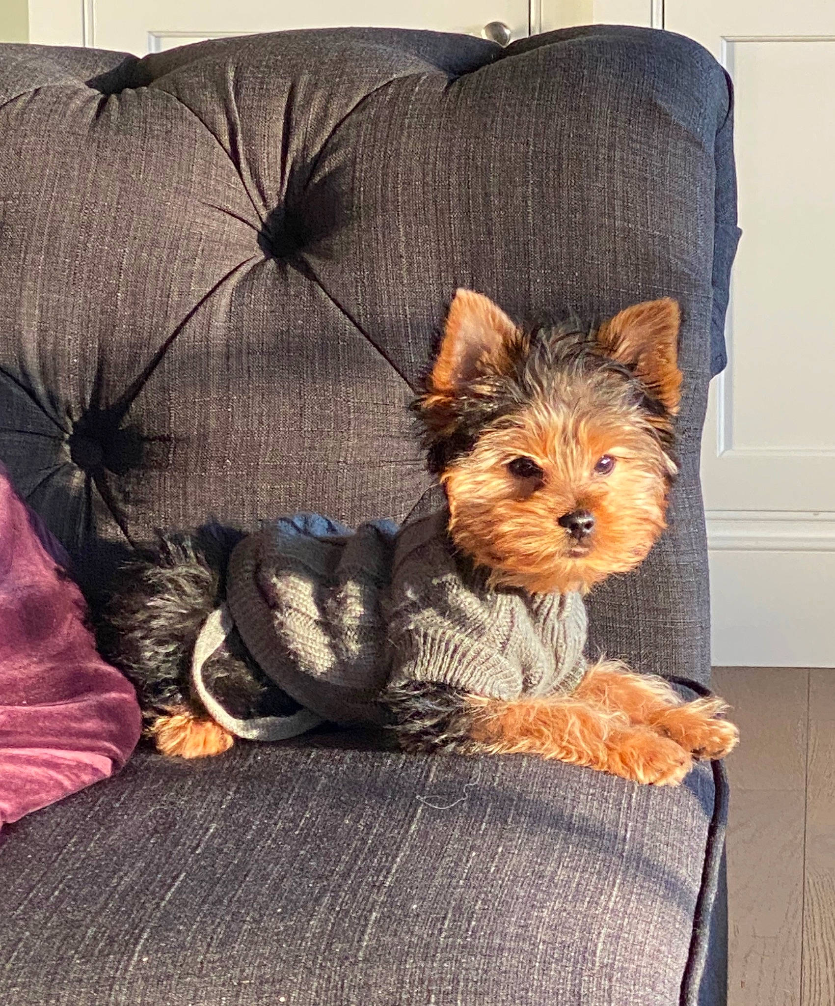 Rosie joined the competition — help win amazing prizes! australian_silky_terrier, australian_terrier, biewer_terrier, cairn_terrier, canidae, carnivore, companion_dog, cushion, dog, dog_breed, furniture, mammal, morkie, norwich_terrier, pillow, puppy, small_terrier, terrier, toy_dog, yorkshire_terrier