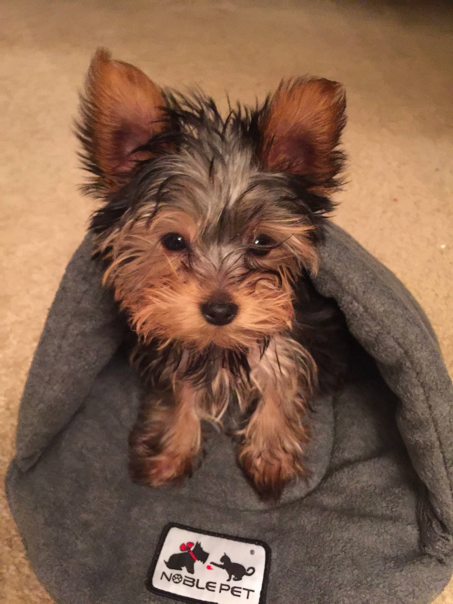 Rosie joined the competition — help win amazing prizes! australian_silky_terrier, australian_terrier, biewer_terrier, cairn_terrier, canidae, carnivore, companion_dog, dog, dog_breed, mammal, norwich_terrier, puppy, rare_breed_dog, small_terrier, snout, terrier, toy_dog, vertebrate, yorkipoo, yorkshire_terrier