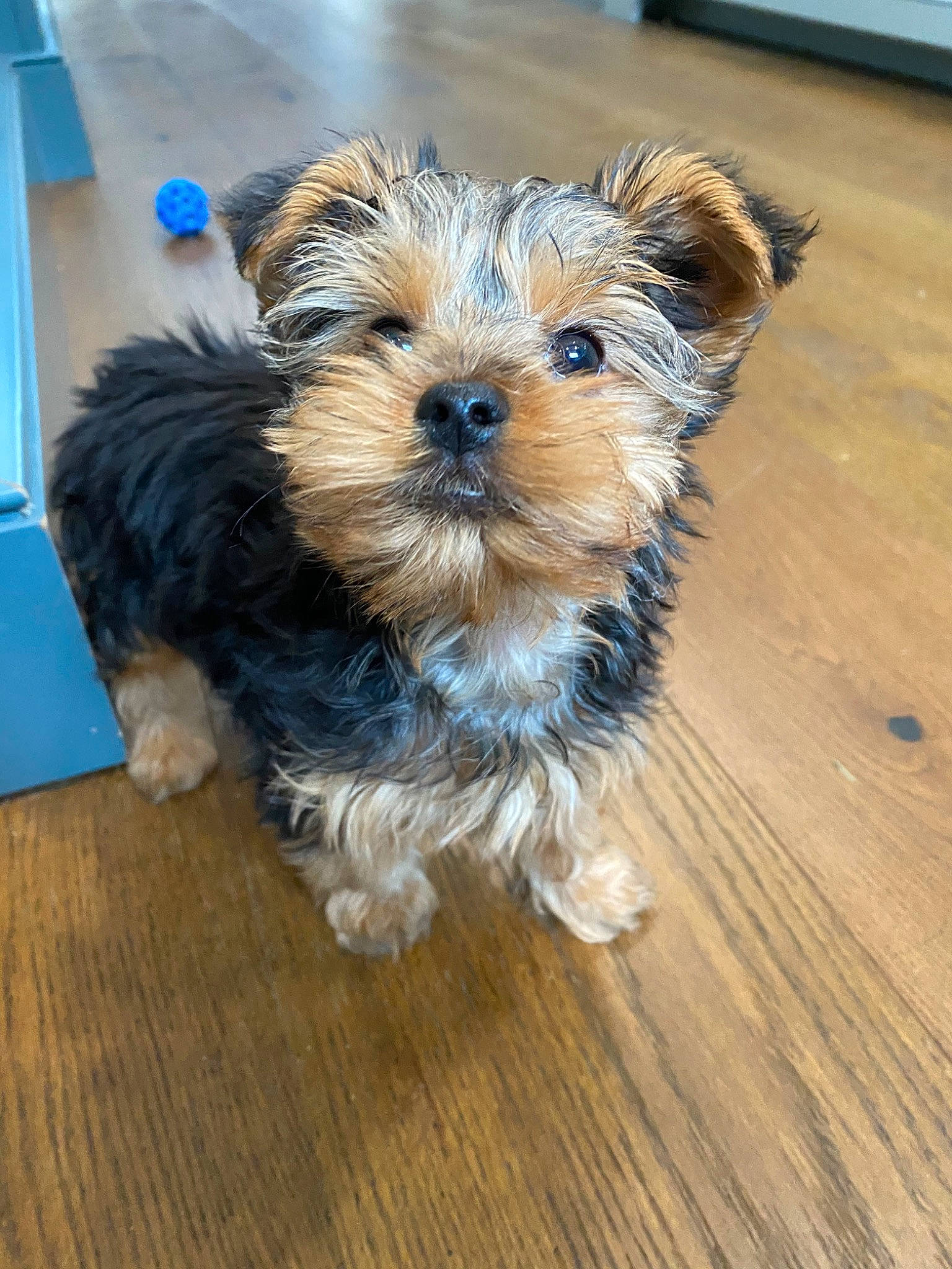 Rosie is registered to the contest to win money with this photo: australian_terrier, biewer_terrier, canidae, carnivore, chinese_imperial_dog, companion_dog, dog, dog_breed, maltepoo, mammal, morkie, norwich_terrier, puppy, schnoodle, small_terrier, sporting_lucas_terrier, terrier, vertebrate, yorkipoo, yorkshire_terrier