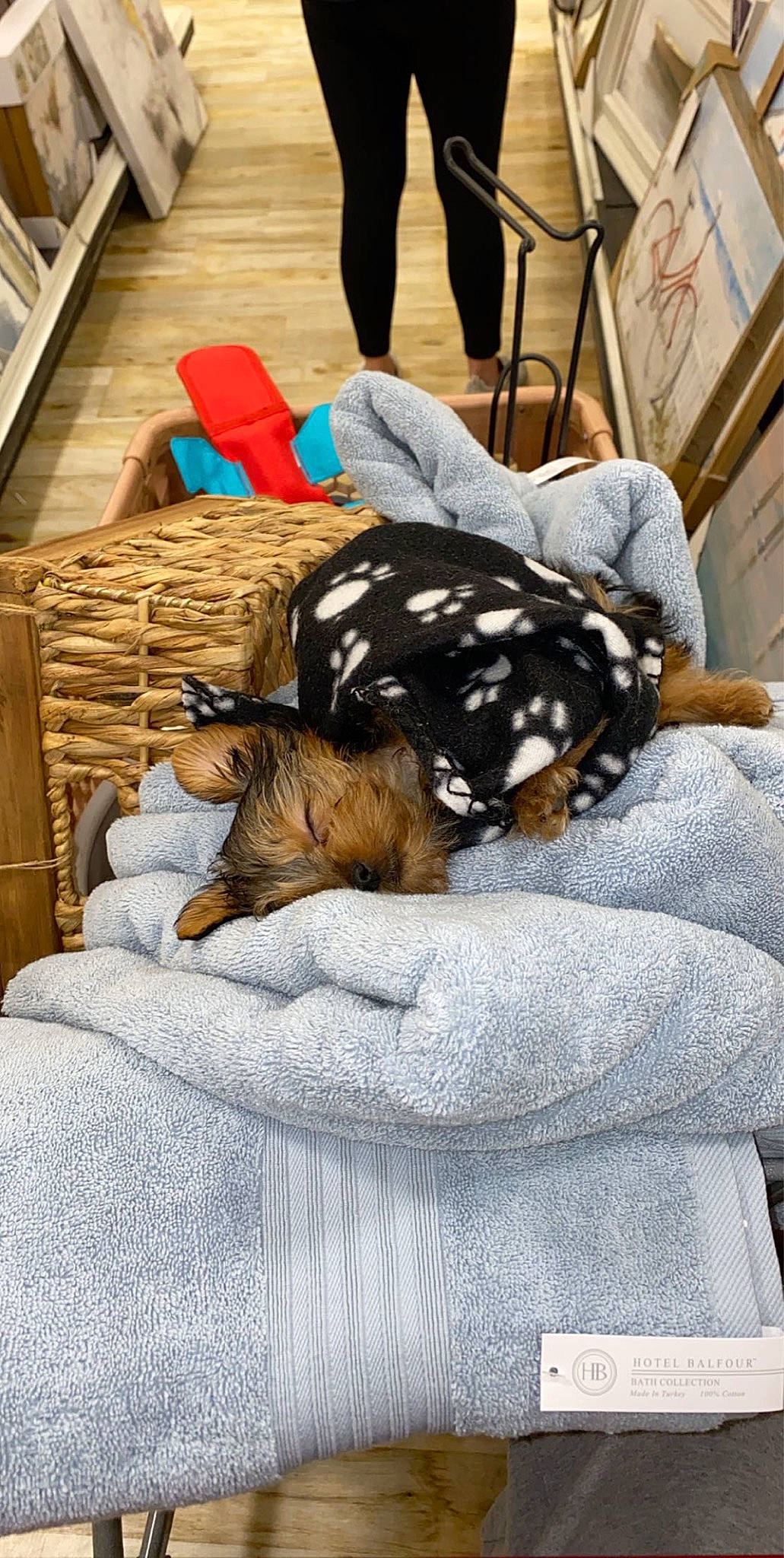 Rosie joined the competition — help win amazing prizes! canidae, carnivore, cat, comfort, companion_dog, felidae, furniture, nap, sleep, small_to_medium_sized_cats