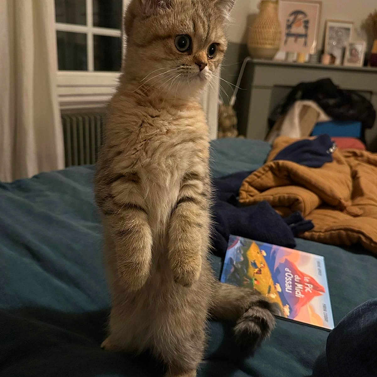 Ernest a rejoint le concours — aidez-le/la à gagner de superbes lots ! animal, bed, bedroom, blanket, book, cat, couch, cushion, furniture, homedecor, indoors, interiordesign, kitten, manx, pet, photoframe, publication, quilt, room, text