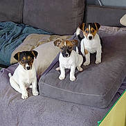 Ruby a rejoint le concours — aidez-le/la à gagner de superbes lots ! puppies, dogs, couch, blanket, indoor, pet, animal, cute, small, fur, sitting, brown, white, black, paws, ears, face, home, cozy, relaxing