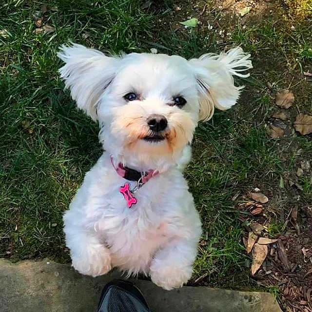 Angel joined the competition — help win amazing prizes! dog, white_dog, small_dog, fluffy, pet, grass, outdoor, collar, pink_tag, cute, animal, canine, nature, paw, looking_up, ground, ears, fur, mammal, adorable