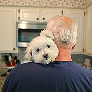Angel is registered to the contest to win money with this photo: dog, white_dog, pet, man, elderly_man, shoulder, kitchen, home, indoor, back_view, white_hair, blue_shirt, cute, fluffy, companion, animal, domestic_dog, portrait, love, affection