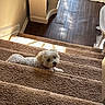 Angel joined the competition — help win amazing prizes! dog, small_dog, white_dog, stairs, carpet, indoor, wood_floor, pet, animal, home, sunlight, relaxed, curious, looking_back, cozy, domestic, fur, household, companion, resting
