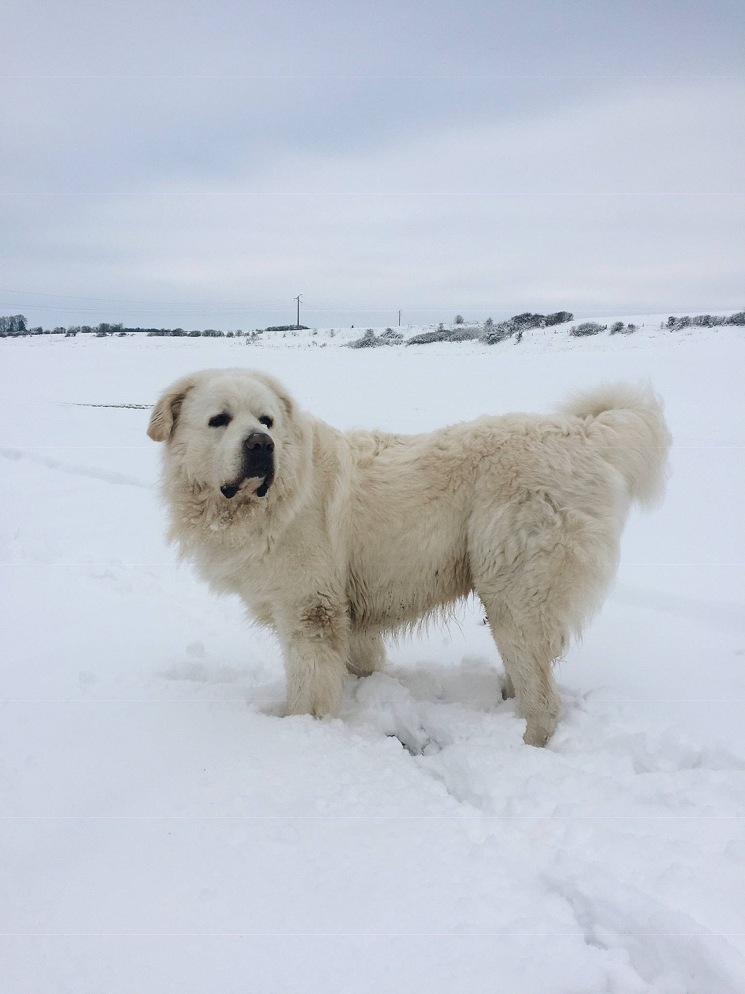 Jango participe au concours pour gagner de l'argent avec cette photo : arctic_ocean, atmospheric_phenomenon, bear, canidae, carnivore, dog, dog_breed, freezing, fur, great_pyrenees, ice_cap, polar_bear, polar_ice_cap, polish_tatra_sheepdog, sea_ice, sky, snow, sporting_group, terrestrial_animal, winter