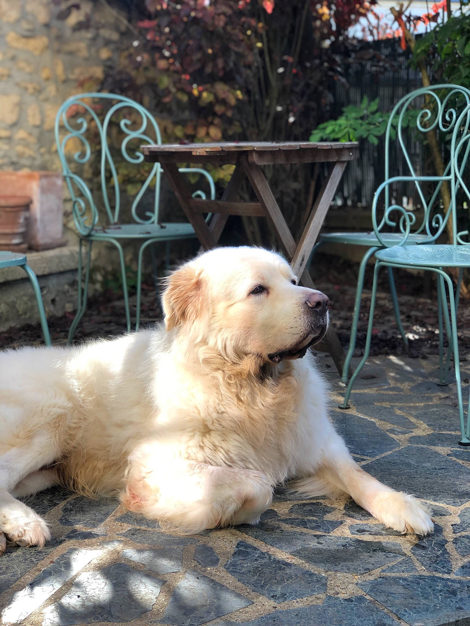 Jango a rejoint le concours — aidez-le/la à gagner de superbes lots ! canidae, carnivore, chair, companion_dog, dog, dog_breed, fawn, fur, grass, gun_dog, livestock_guardian_dog, outdoor_furniture, plant, polish_tatra_sheepdog, puppy, retriever, sporting_group, tree, whiskers, working_animal