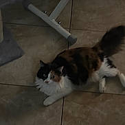 Sushi joined the competition — help win amazing prizes! cat, calico, fluffy, pet, animal, indoor, floor, tile, cat_tree, curious, feline, domestic, resting, whiskers, tail, paw, ears, fur, mammal, cute
