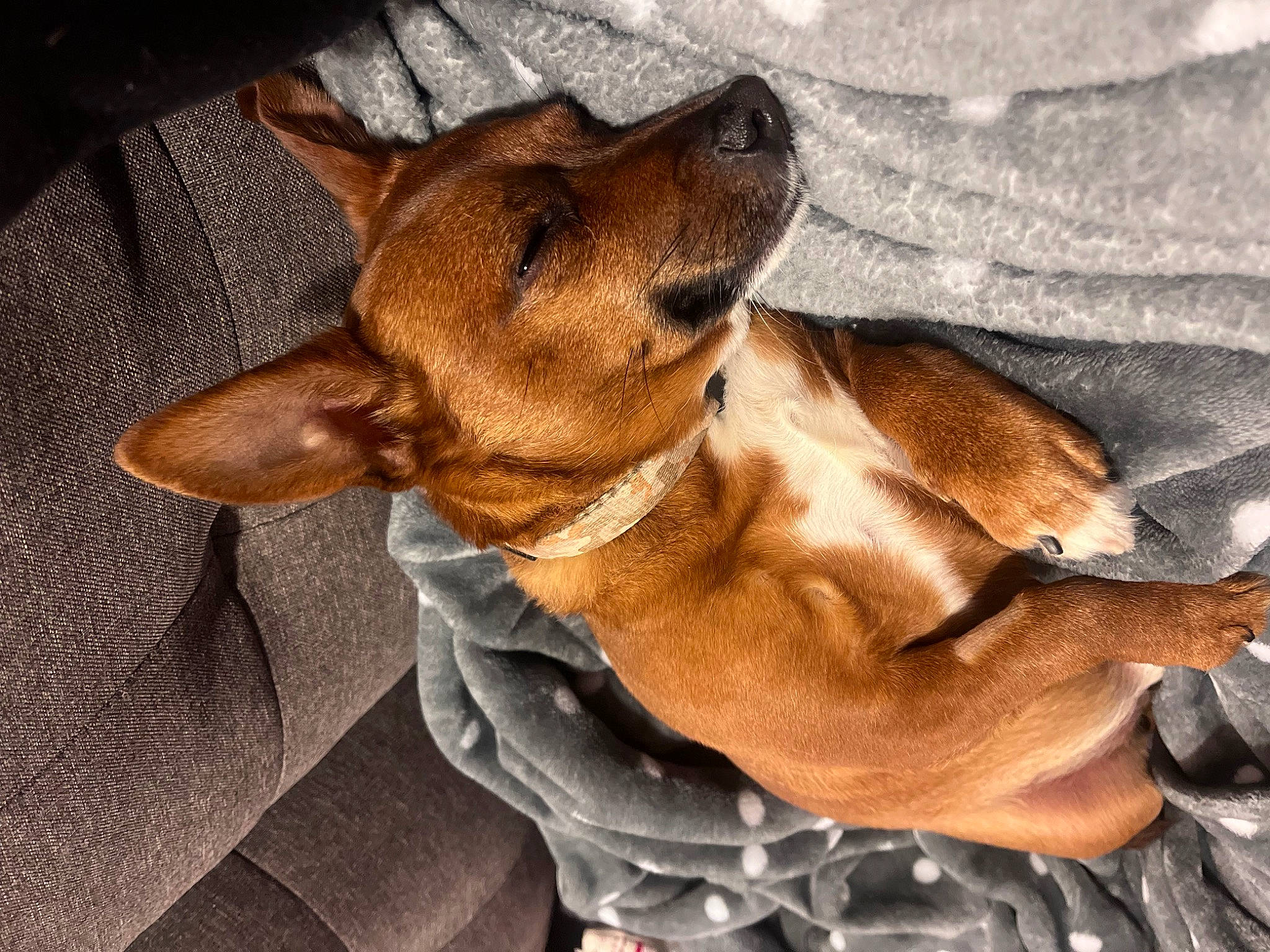 Sarge joined the competition — help win amazing prizes! ancient_dog_breeds, canidae, carnivore, comfort, companion_dog, dog, dog_breed, ear, fawn, fur, guard_dog, hound, liver, paw, pinscher, snout, sporting_group, toy_dog, whiskers, working_animal
