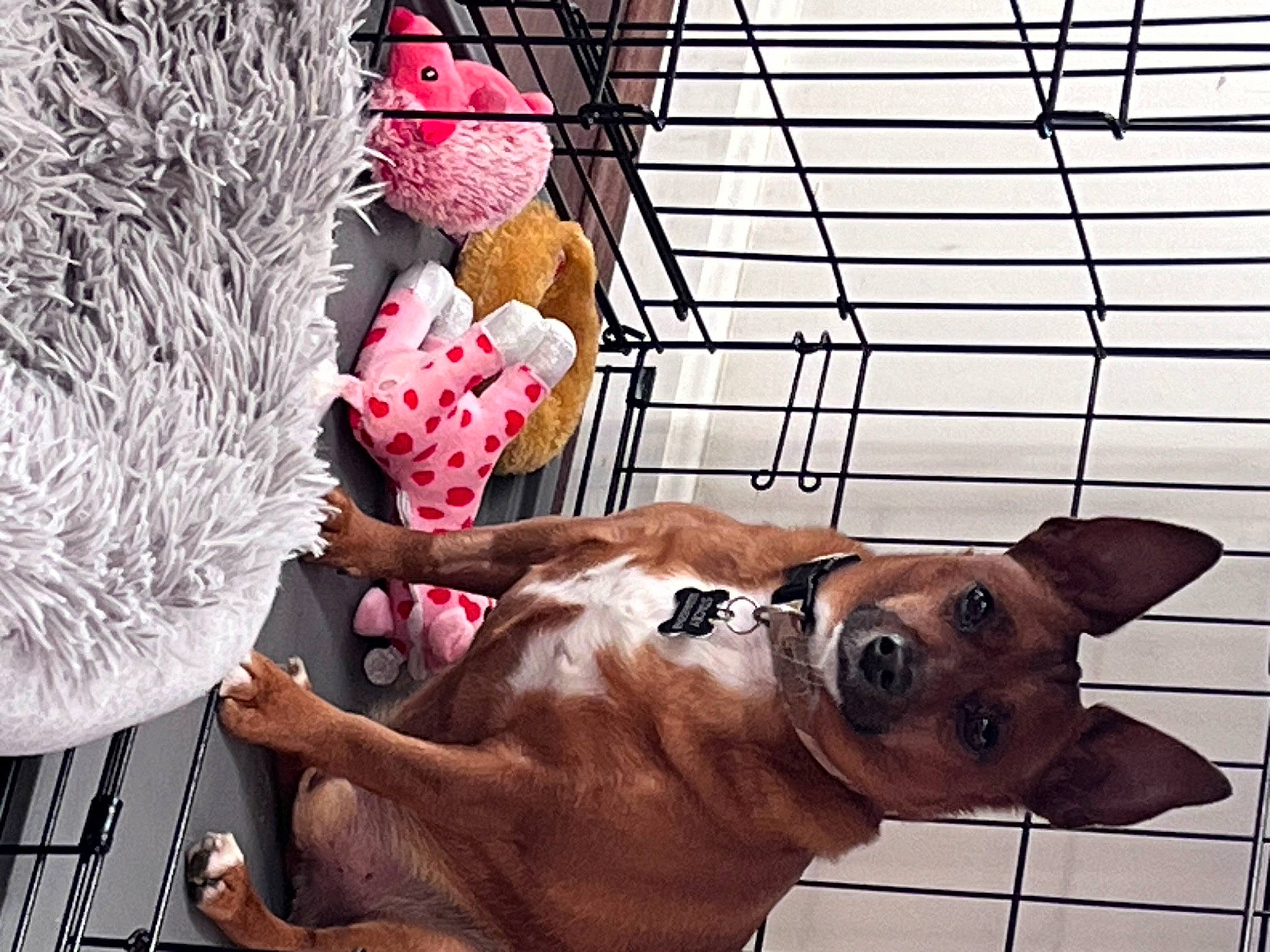 Sarge is registered to the contest to win money with this photo: animal_shelter, canidae, carnivore, collar, companion_dog, dog, dog_breed, dog_collar, dog_supply, fawn, fur, guard_dog, leash, mesh, pet_supply, selfie, snout, sporting_group, whiskers, working_animal