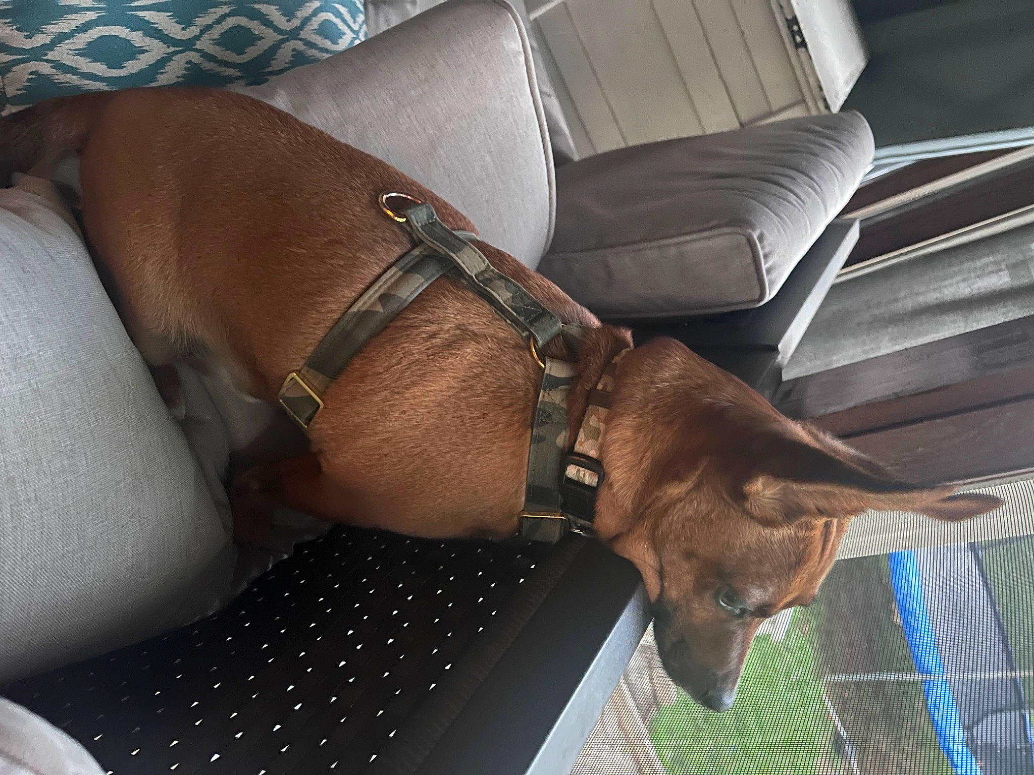 Sarge is registered to the contest to win money with this photo: car_seat, car_seat_cover, carnivore, comfort, dog, eyewear, fashion_accessory, foot, human_leg, jewellery, leather, liver, nail, personal_luxury_car, sunglasses, thigh, vehicle_door, window, windshield, wrist