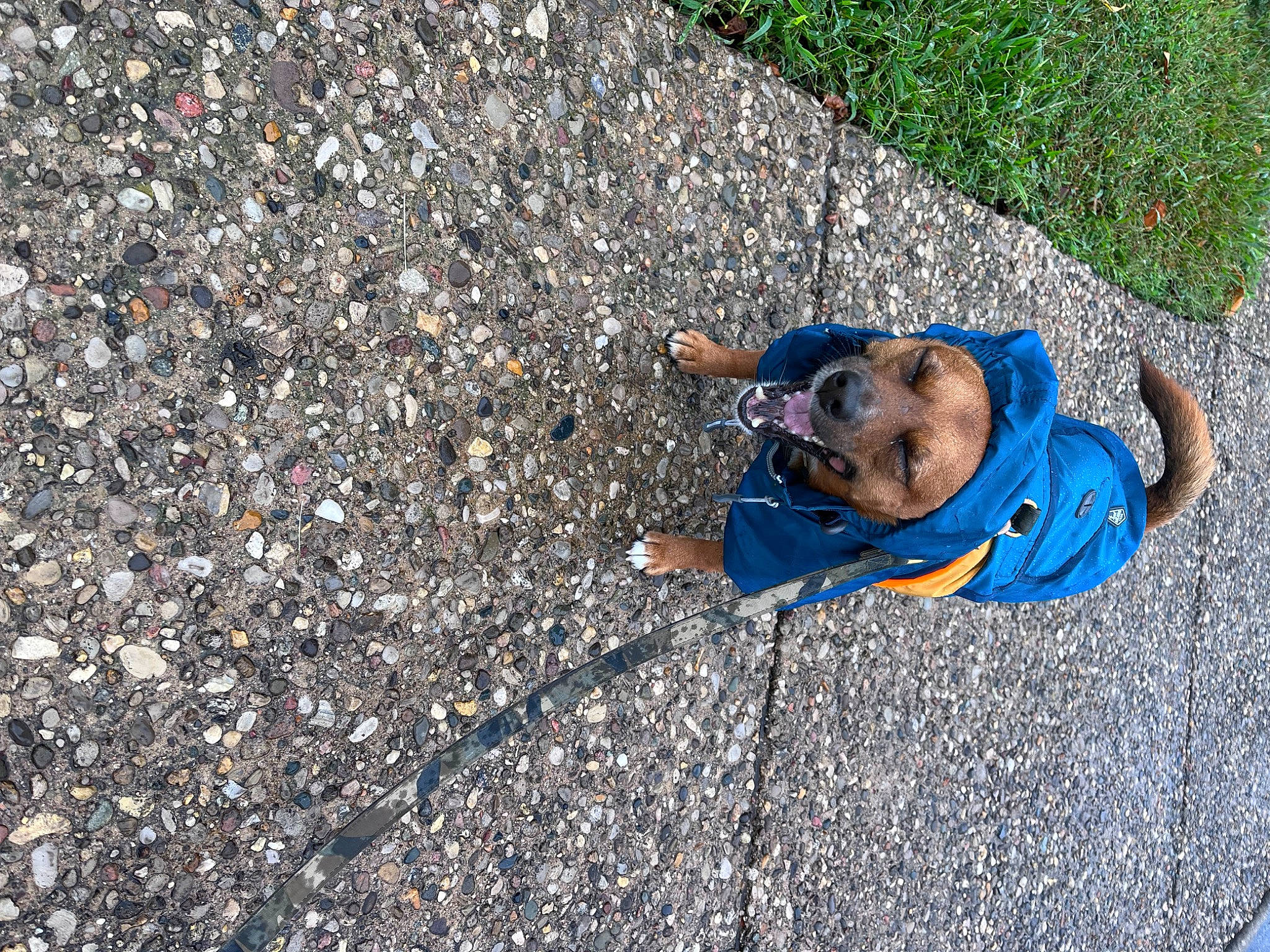 Sarge is registered to the contest to win money with this photo: asphalt, city, concrete, electric_blue, flooring, grass, leisure, recreation, road_surface, shadow, sidewalk, soil, sporting_group, tar, toddler, tree