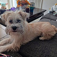 Casper is registered to the contest to win money with this photo: dog, couch, indoor, coffee_table, sunflowers, flower_arrangement, plush_toy, baby_yoda, cup, tile_floor, blanket, furniture, pet, fur, relaxed, cozy, living_room, table, decor, curious