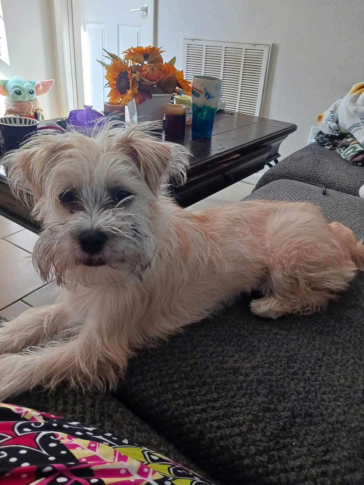 Casper is registered to the contest to win money with this photo: dog, couch, indoor, coffee_table, sunflowers, flower_arrangement, plush_toy, baby_yoda, cup, tile_floor, blanket, furniture, pet, fur, relaxed, cozy, living_room, table, decor, curious