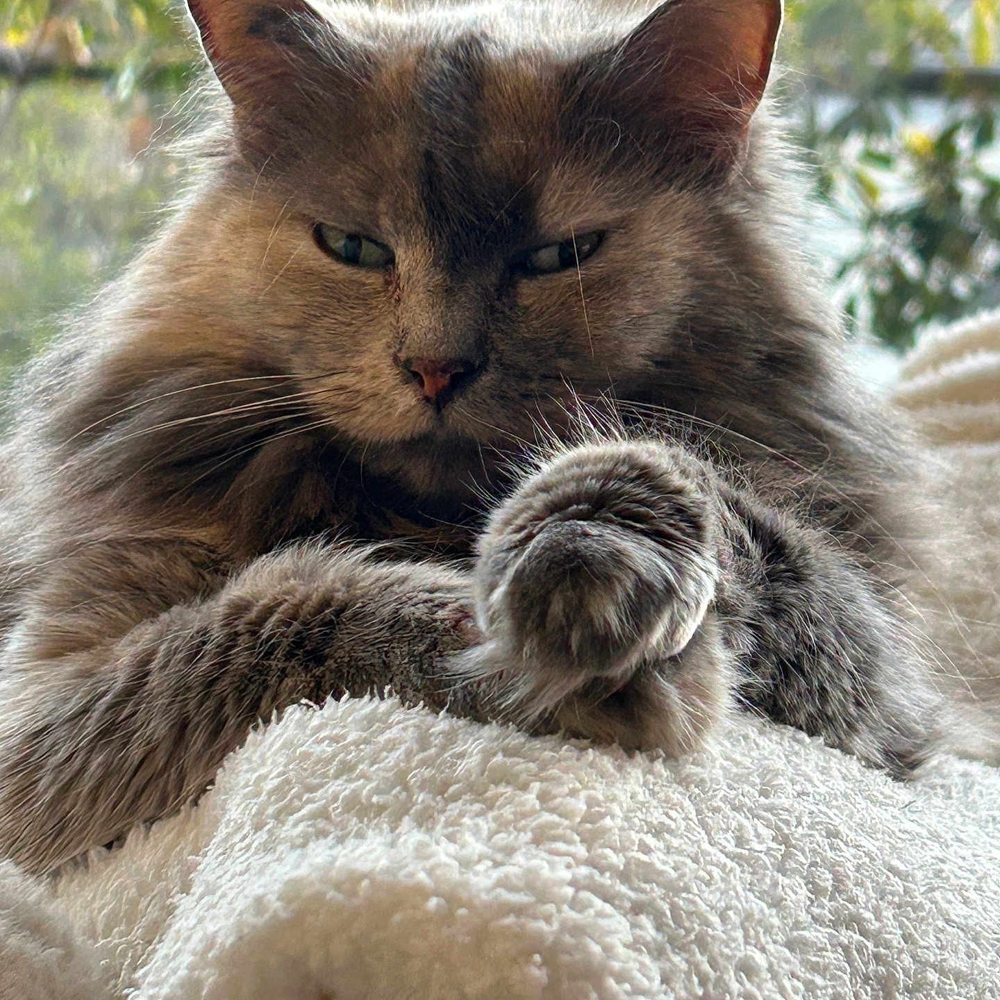 Nina Des Ailes participe au concours pour gagner de l'argent avec cette photo : abyssinian, angora, animal, blanket, cat, couch, electronics, furniture, hardware, homedecor, kitten, linen, manx, person, pet, quilt, siamese, sleeping, towel, wood