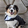 dog, australian_shepherd, pet, animal, tuxedo, costume, smiling, blue_eyes, fur, sitting, outdoor, concrete, bench, happy, closeup, portrait, cute, fluffy, black_white, brown