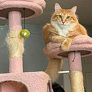 Goldeneye is registered to the contest to win money with this photo: cat, orange_tabby, pet, feline, cat_tree, indoor, fur, whiskers, ears, tail, playful, toy, relaxed, looking_at_camera, household, domestic_animal, scratching_post, cute, animal, mammal