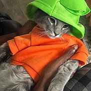 Smokey joined the competition — help win amazing prizes! cat, gray_cat, orange_shirt, green_hat, pet, animal, hand, holding, indoor, fur, cute, costume, clothing, domestic_animal, mammal, whiskers, paw, portrait, relaxed, fashion