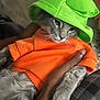 cat, gray_cat, orange_shirt, green_hat, pet, animal, hand, holding, indoor, fur, cute, costume, clothing, domestic_animal, mammal, whiskers, paw, portrait, relaxed, fashion