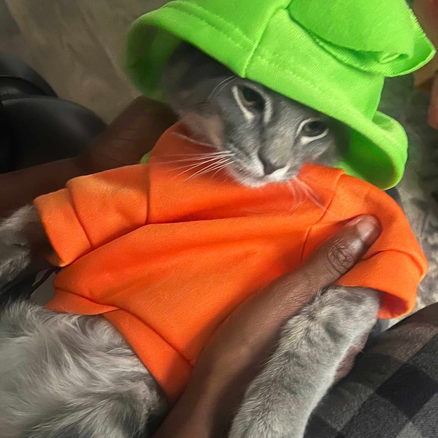 Smokey joined the competition — help win amazing prizes! animal, cat, clothing, costume, cute, domestic_animal, fashion, fur, gray_cat, green_hat, hand, holding, indoor, mammal, orange_shirt, paw, pet, portrait, relaxed, whiskers